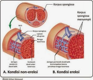cara panjangkan penis should you masturbate as a family